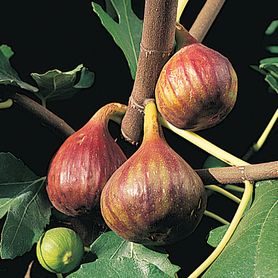 Figs