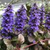 Ajuga reptans 'Black Scallop'