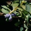 Blue Pacific Honeyberry Photo Courtesy of Northwoods Nursery