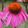 Echinacea purpurea Photo Courtesy of Baker Creek Heirloom Seeds/RareSeeds.com