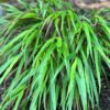 Hakonechloa