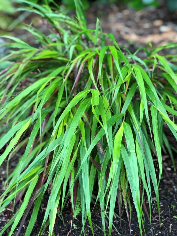 Ornamental grasses