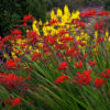 Lucifer Montbretia Photo Courtesy of University of British Columbia Botanical Garden