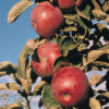 Northpole Apple Photo Courtesy of Northwoods Nursery