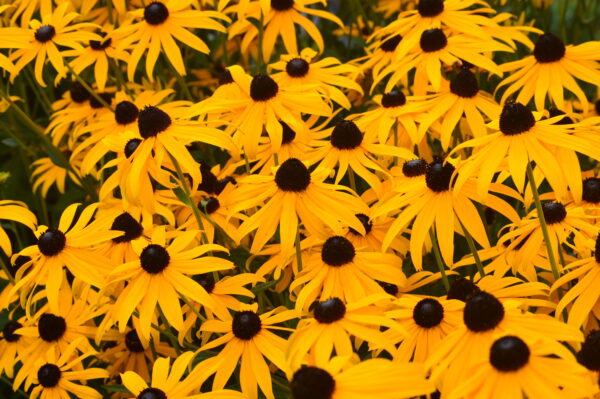 Rudbeckia Goldsturm