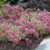 Vera Jameson Sedum (Sedum x 'Vera Jameson') Photo Courtesy of Rave Plants