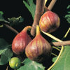 Verns Brown Turkey Fig Photo Courtesy of Northwoods Nursery