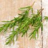 Rosmarinus officinalis (Rosemary) - 1 Gallon