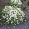 Deutzia gracilis 'Nikko' (Slender Deutzia)