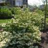 Viburnum plicatum tomentosum ‘Summer Snowflake’ (Summer Snowflake Doublefile Viburnum) - 5 Gallon