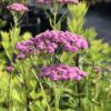 Yarrow (Achillea millefolium) - 1 Gallon