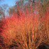 Bloodtwig Dogwood (Cornus sanguinea 'Midwinter Fire') - 3 Gallon