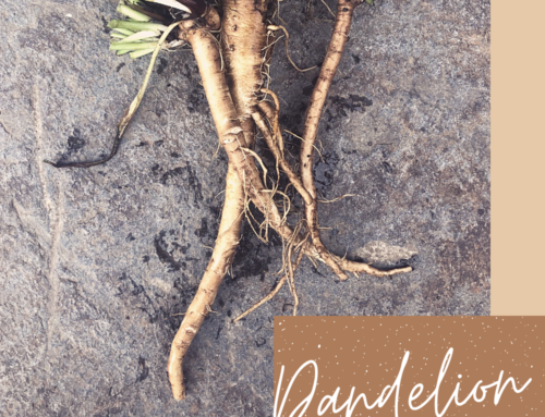 Dandelion Roots