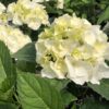 Hydrangea macrophylla ’Vanilla Sky' (Vanilla Sky Big Leaf Hydrangea) - 5 Gallon