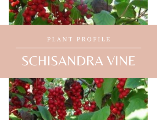 Plant Profile: Schisandra Vine