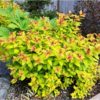 Spirea japonica 'Magic Carpet'