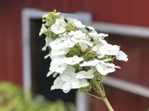 snow queen hydrangea