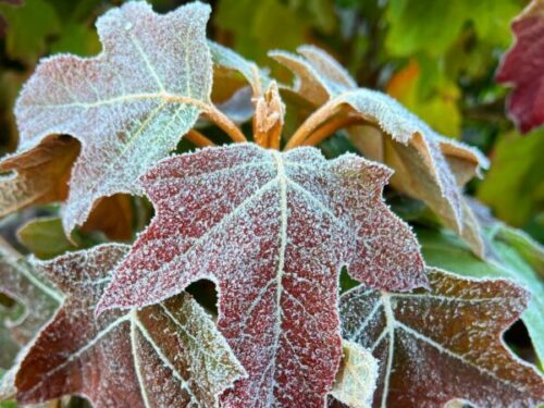 snowqueen hydrangea fall