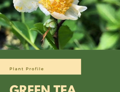 Plant Profile: Green Tea Plant (Camellia sinensis)