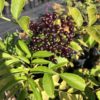 Elderberry (Sambucus nigra var canadensis) - 5 Gallon