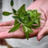 Mountain Mint (Pycnanthemum muticum) - 4" Pot