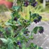 Honeywort 'Purpurascens' (Cerinthe major purpurascens) - 4" Pot