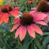 Echinacea