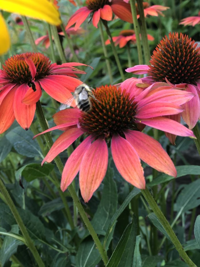 Echinacea