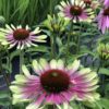 Green Twister Cone Flower (Echinacea purpurea 'Green Twister) -1 gallon