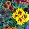 Rudbeckia hirta 'Cherokee Sunset Mix' (Cherokee Sunset Gloriosa Daisy)