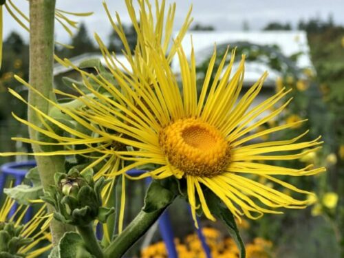 Elecampane