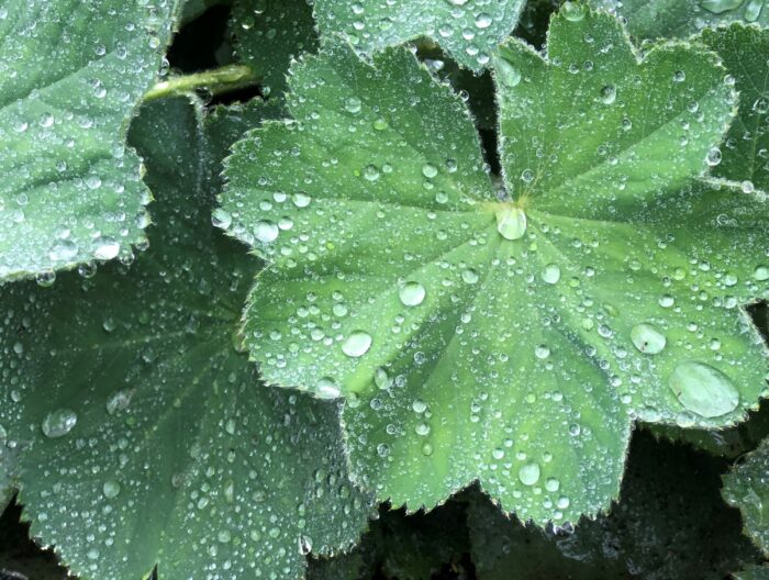 Alchemilla mollis