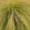 Carex Kiwi