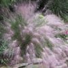 Muhlenbergia capilaris