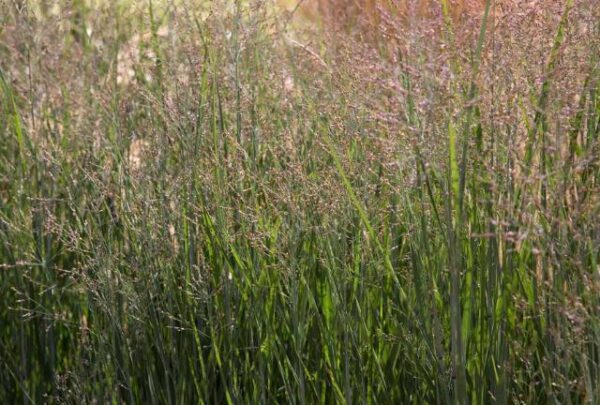 Panicum virgatum Heavy Metal