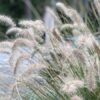 Pennisetum