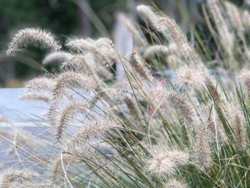 Pennisetum