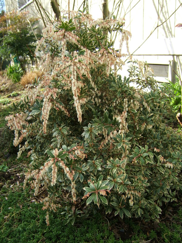 Evergreen Shrubs