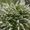 Spiraea Snowmound