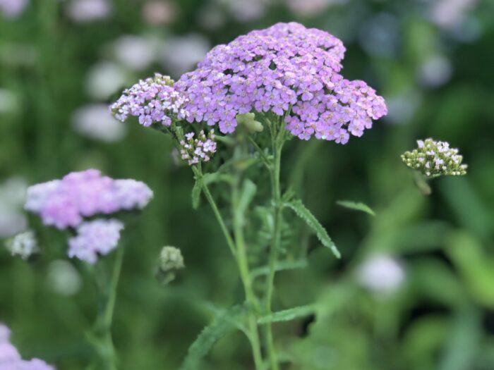 Yarrow