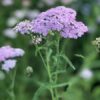 Yarrow