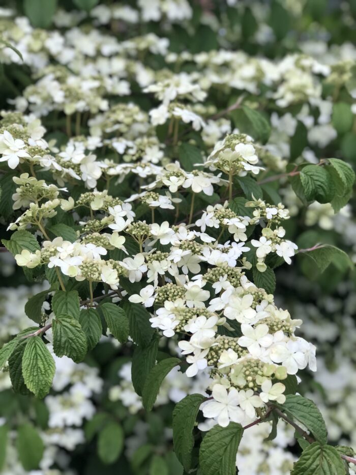 viburnum shasta