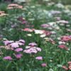 yarrow summer berries