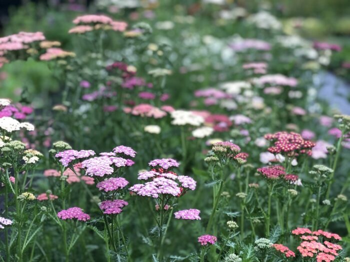 yarrow summer berries