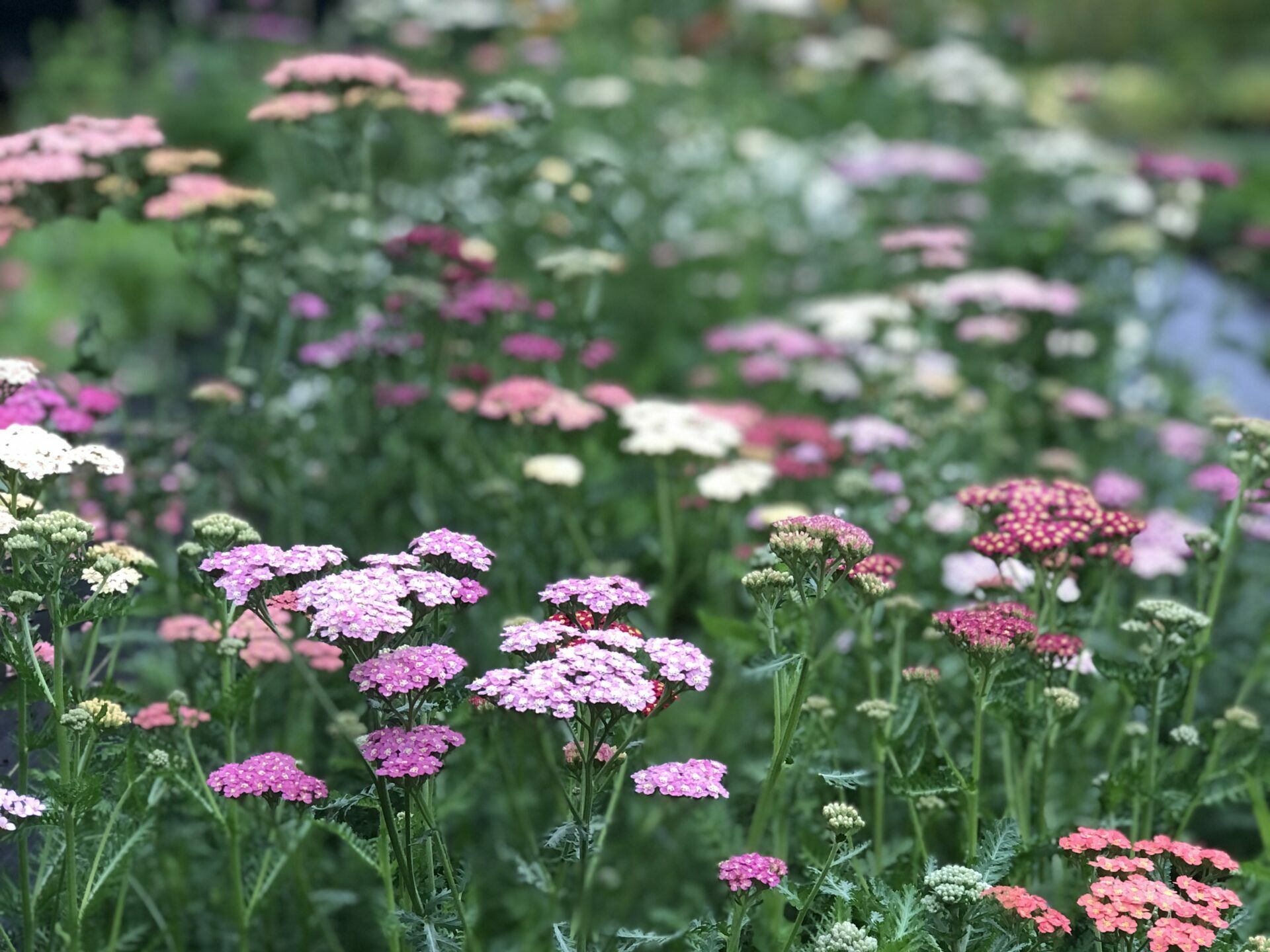 Achillea millefolium 'Summer Berries' (Summer Berries Yarrow) – Sublime  Gardens