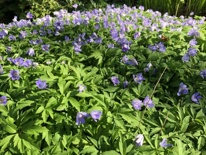 Anemone nemorosa