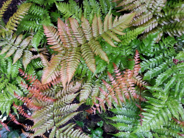 Dryopteris erythrosora