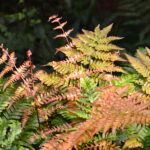 Drypoteris erythrosora Autumn Fern