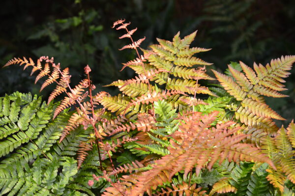 Ferns